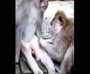 Monkey funny from angana sing