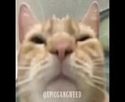 B&Eacute;STI VIDIOS CATI from pimpandhost hebey vidio
